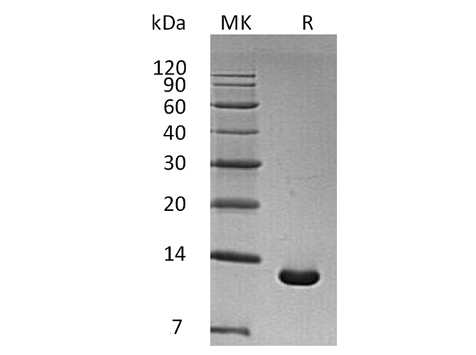 Валидация Elabscience PKSH033391(3721)