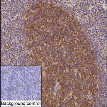Валидация AntibodySystem RHA03502