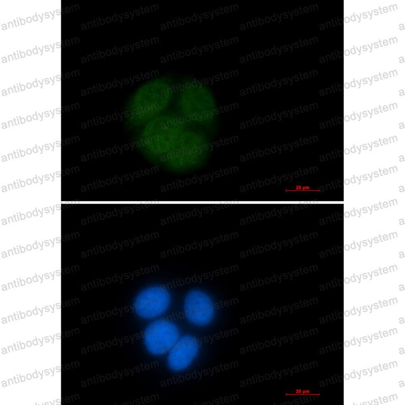 Валидация IF - AntibodySystem RHA19001