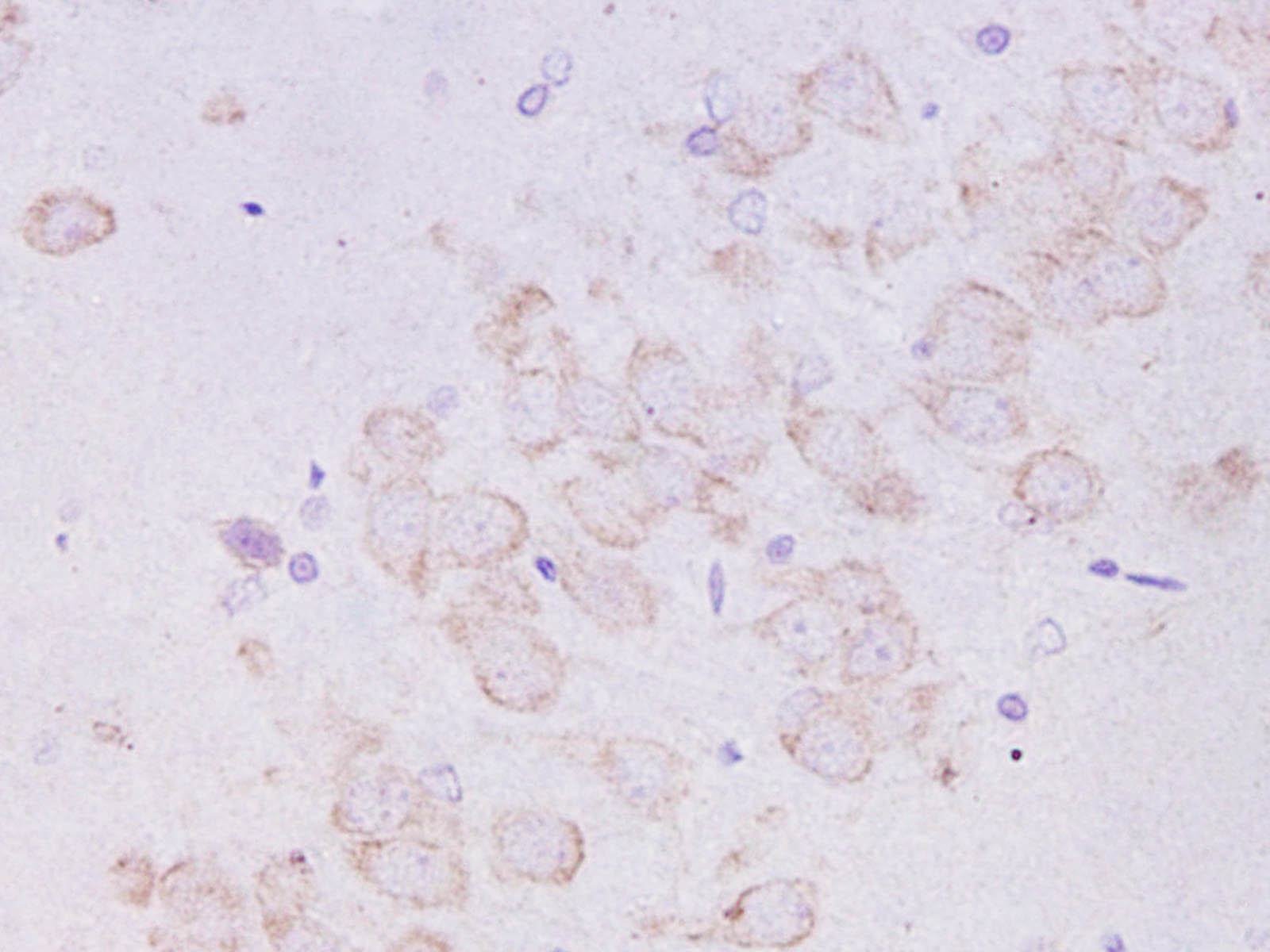 Валидация Elabscience D-AB-10449L