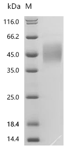 SDS-PAGE