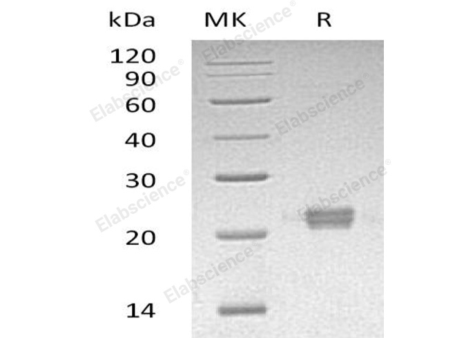Валидация Elabscience PKSH032588(3036)