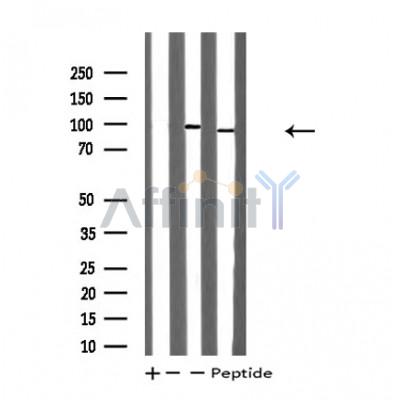 Валидация Affinity DF4741 - 16449