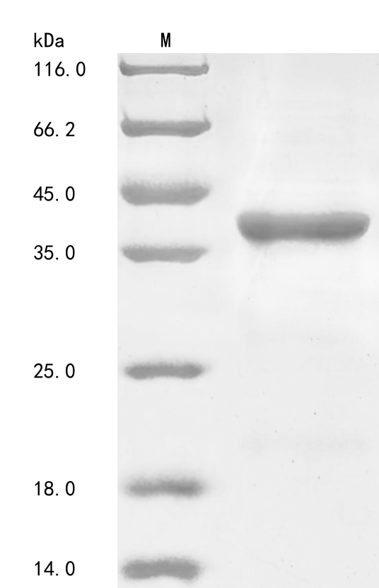 SDS-PAGE