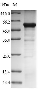 SDS-PAGE