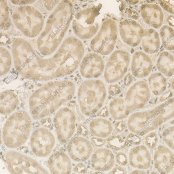 Иммуногистохимия, Cleaved Caspase-9 P37, ткань почки крысы