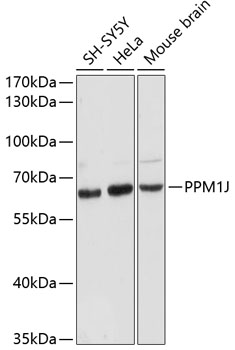 Валидация Elabscience E-AB-64347