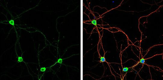 Валидация AssayVector ARM1451(1319)