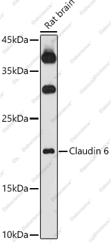 Вестерн-блоттинг, Claudin 6, ткань мозга крысы