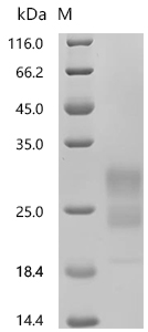 SDS-PAGE