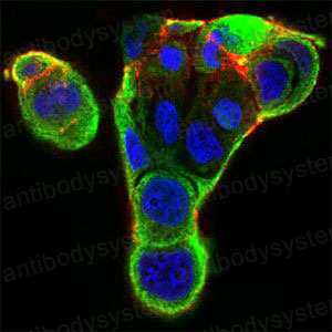 Валидация IF - AntibodySystem RHC95903