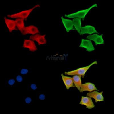 Валидация Affinity DF14219 - 10059