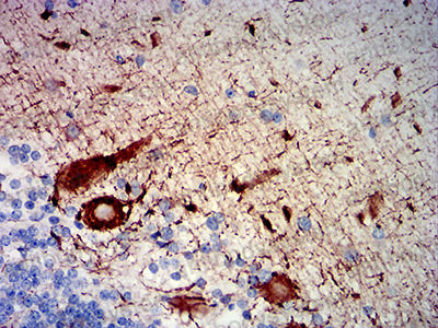 Валидация AntibodySystem RHC91704 (1183)