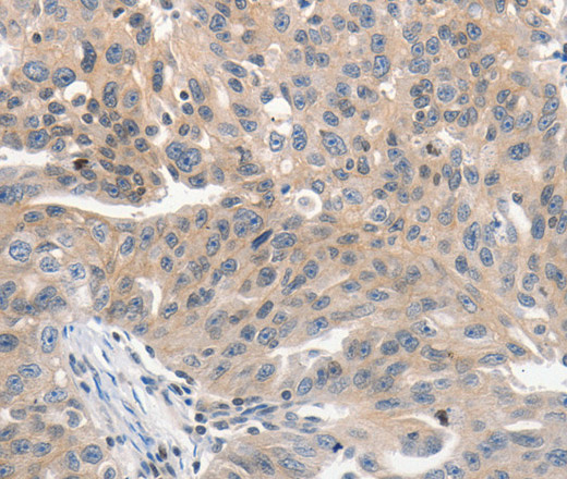 Валидация Elabscience E-AB-16035