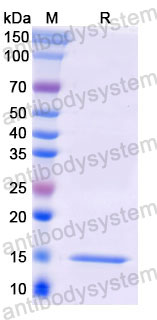 Валидация SDS-PAGE - AntibodySystem RHK26802
