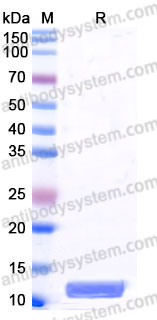 EHB89301, SDS-PAGE