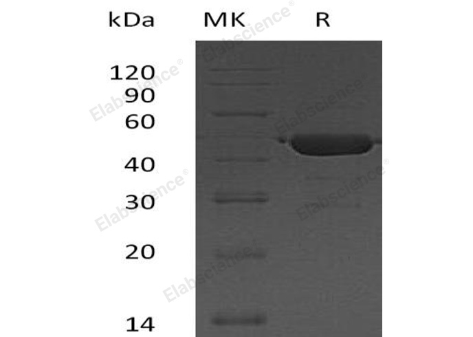 Валидация Elabscience PKSH033184(3535)