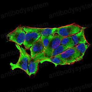 Валидация IF - AntibodySystem RHD84304