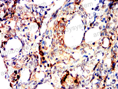 Валидация AntibodySystem RHH16101 (3196)