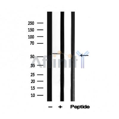 Валидация Affinity AF4683 - 2299
