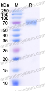AHD37503, SDS-PAGE