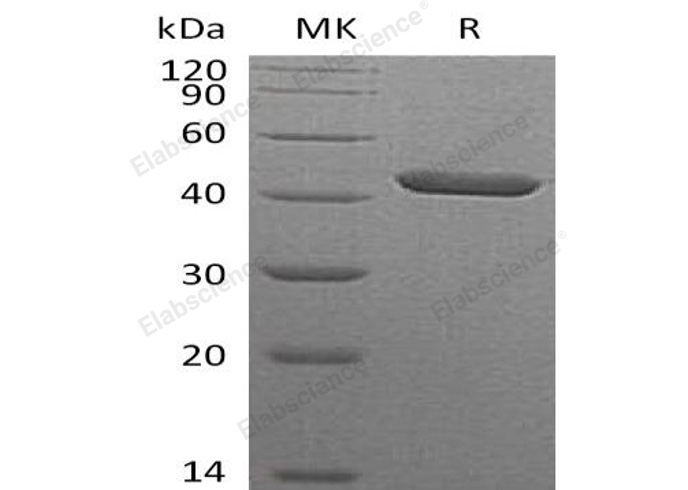 Валидация Elabscience PKSH032695(3126)