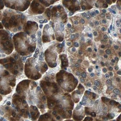 Валидация AssayVector ARM2561(4624)