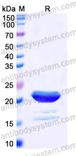 AHE32301, SDS-PAGE