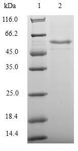 SDS-PAGE