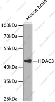 Вестерн-блоттинг, HDAC3, мозг мыши