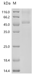 SDS-PAGE