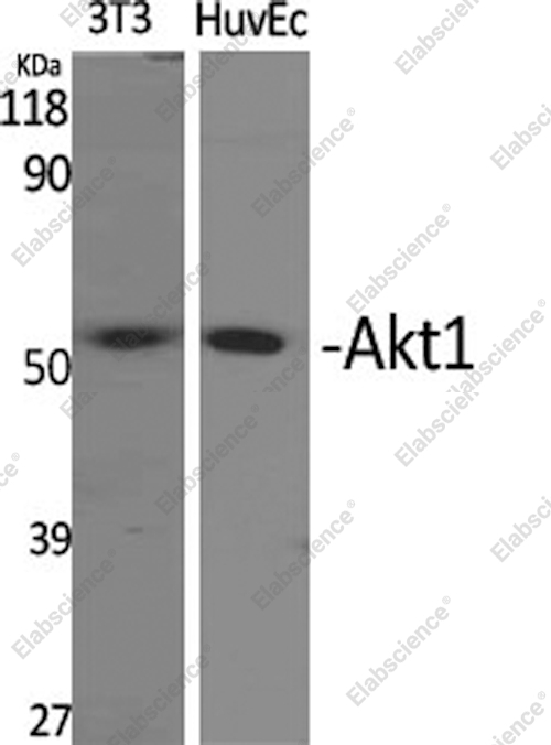 Вестерн-блоттинг, Akt1, клетки 3T3 и HuvEc