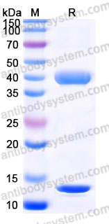 AMB91603, SDS-PAGE