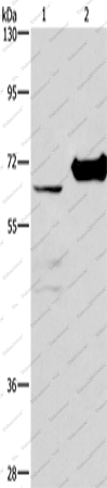 Вестерн-блоттинг, CHDH, клетки 231 и ткань почки мыши