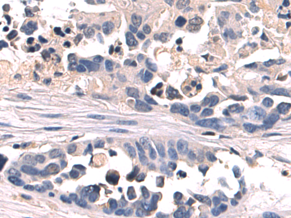 Валидация AssayVector ARM2493(4461)