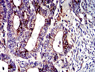 Валидация AntibodySystem RHC97404 (1222)