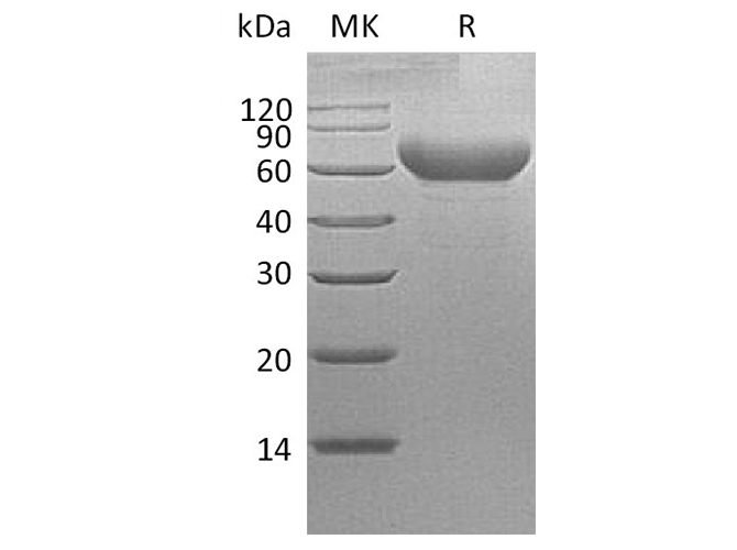 Валидация Elabscience PKSQ050022(5395)