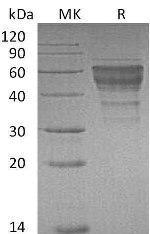 Валидация Elabscience PKSM041277(5173)