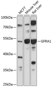 Валидация Elabscience E-AB-67514