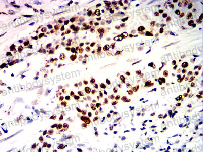 Валидация AntibodySystem RHE40507 (2152)