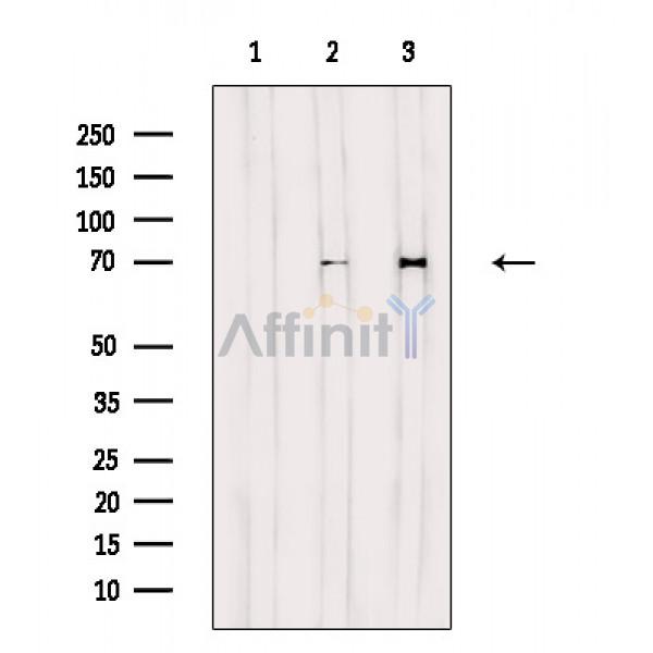 Валидация Affinity DF4445 - 15956