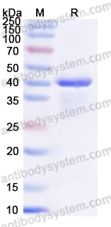 Валидация AntibodySystem YHE41501