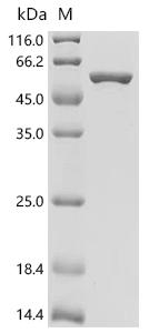 SDS-PAGE