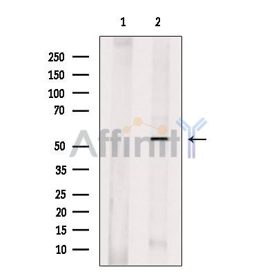 Валидация Affinity DF8976 - 21166