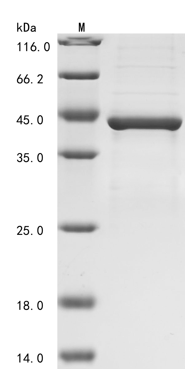 SDS-PAGE
