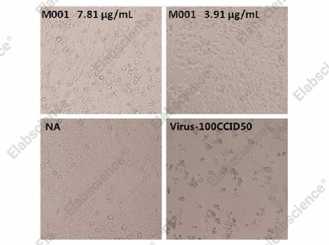 Тест микронейтрализации, Enterovirus 71 VP4, клетки RD