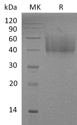 Валидация Elabscience PKSM041331(5226)