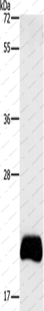 Вестерн-блоттинг, APOBEC3C, клетки PC3