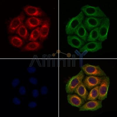 Валидация Affinity DF6381 - 17740