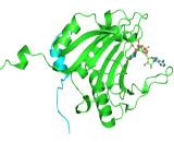 Eukaryotic Translation Initiation Factor 4E Binding Protein 1 (EIF4EBP1)